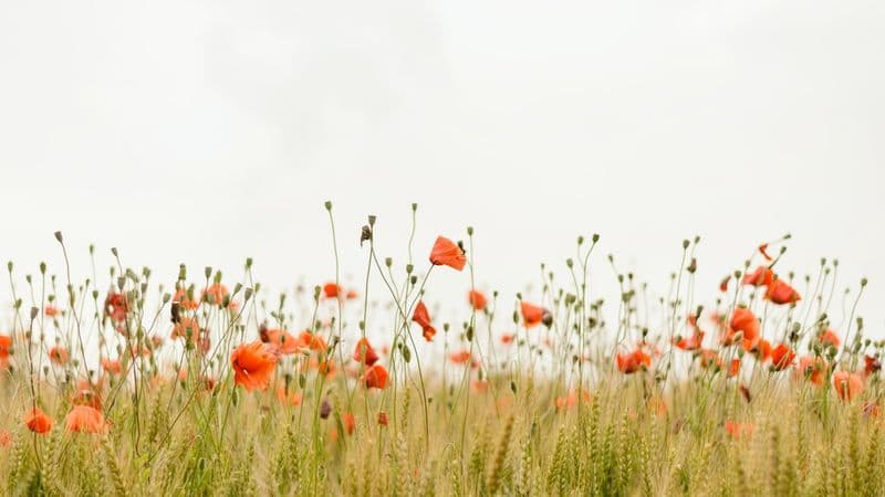 20+ Fun Earth Day Activities To Celebrate At Work